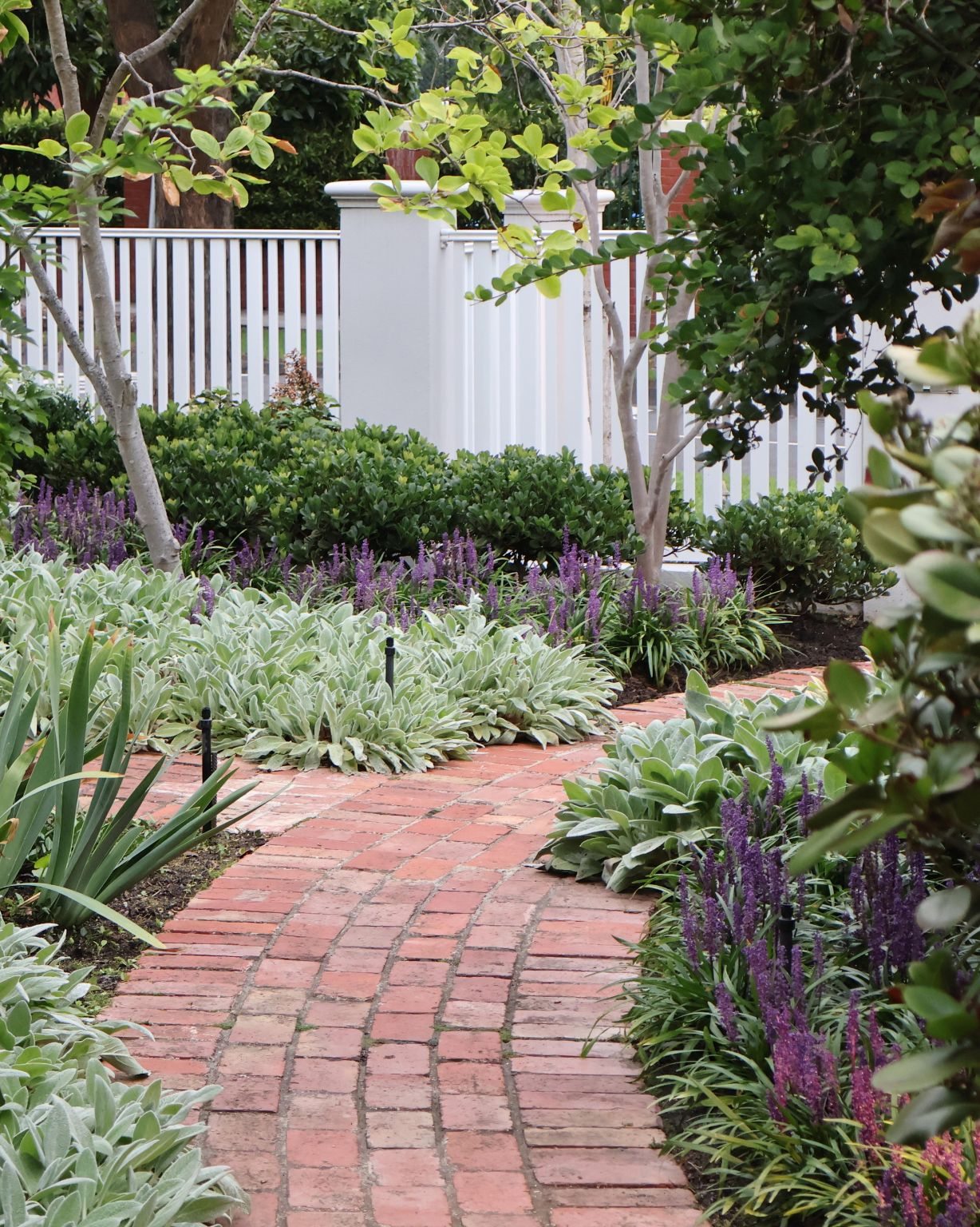 Brick garden path with soft silver and purple planting