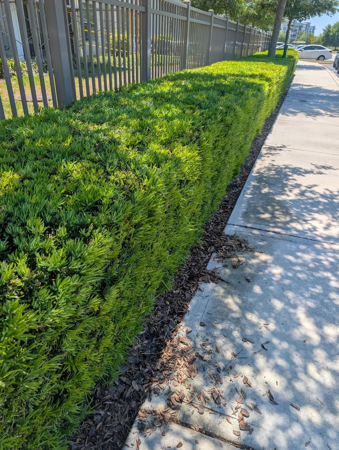 Trimmed hedge along a commercial property boundary
