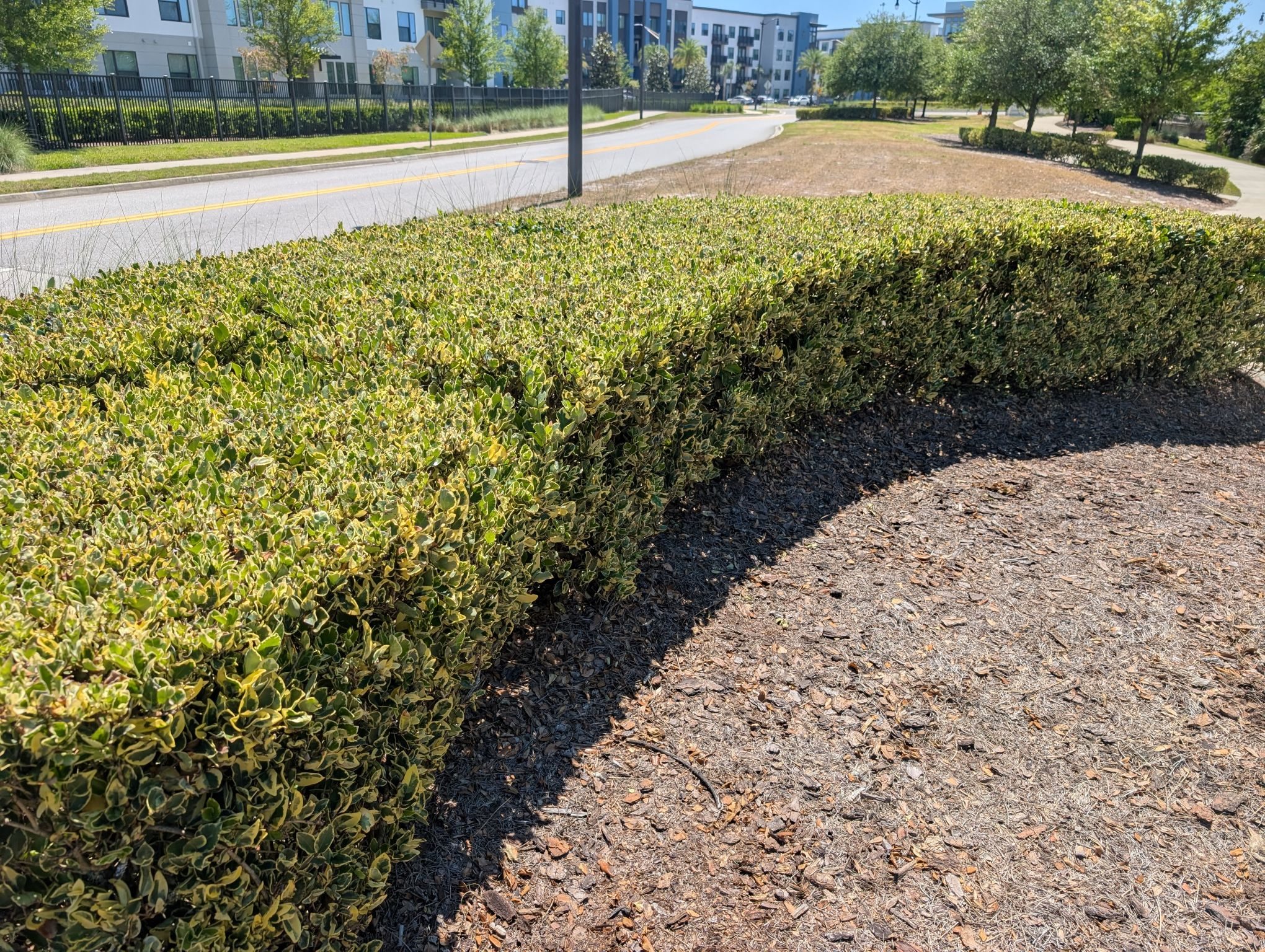 Precisely maintained hedges at a commercial property