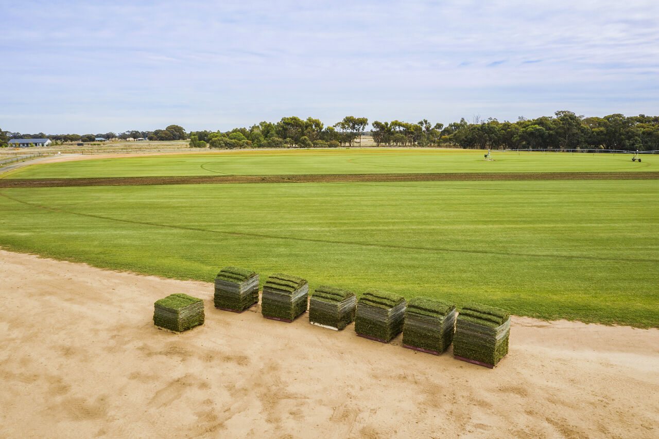Large turf production field with prepared rolls